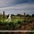 De Bortoli Rutherglen Wedding Venue – A Timeless Winery Wedding Location | Tuileries-Rutherglen-weddings-Natasha-David-0029.JPG