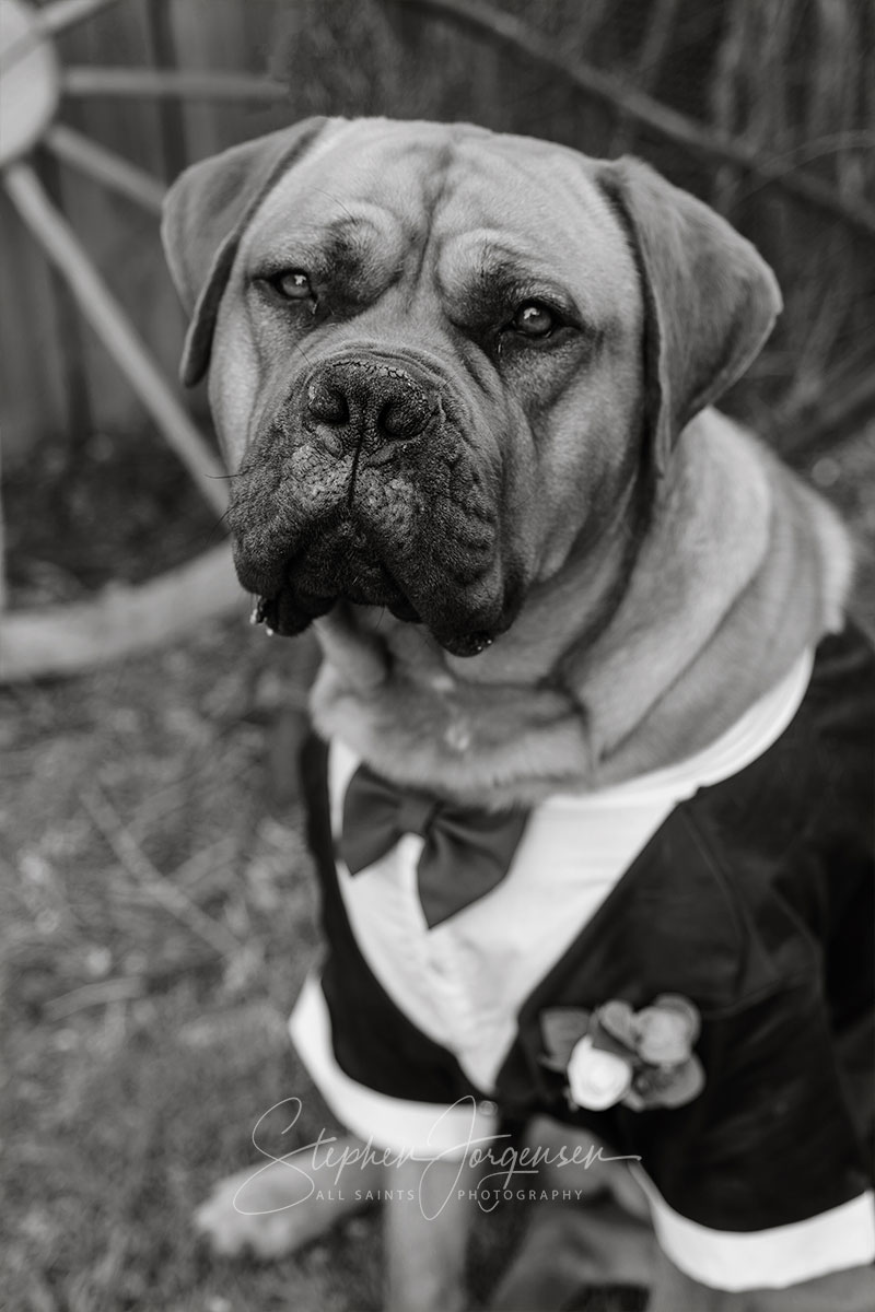 Jemma & Belamy's Wedding at Beneagle Farm | Yackandandah wedding photographers | Albury-weddings-Jemma-Belamy-0054.jpg