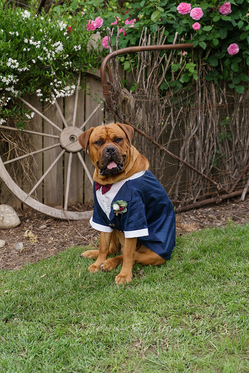 Jemma & Belamy's Wedding at Beneagle Farm | Yackandandah wedding photographers | Albury-weddings-Jemma-Belamy-0053.jpg