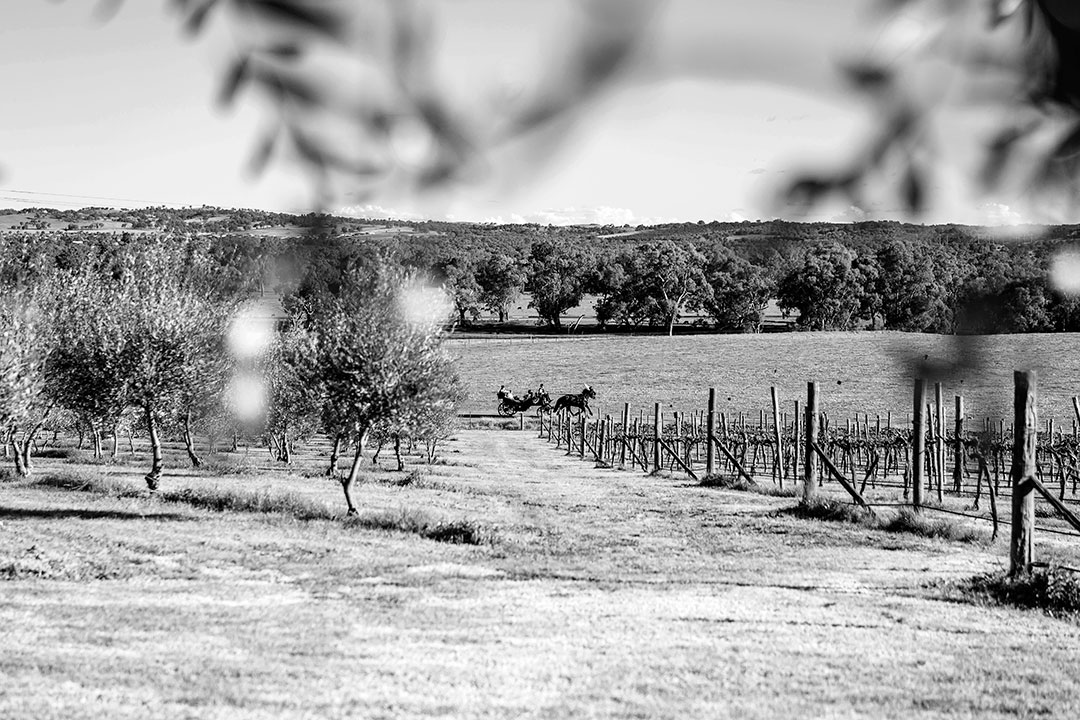 Some of the Best Wedding Venues in Wagga Wagga, NSW: A Photographer’s Perspective | Wagga Wagga Wedding Photographers  | Magpies-Nest-Wagga-Weddings-Cara-Brant-0016.jpg