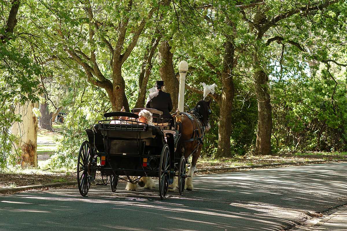 Colonial Clydesdales & Carriages Wedding | Horse & Carriage Hire NSW & VIC | AllSaintsPhotographyAlbury1006a.jpg