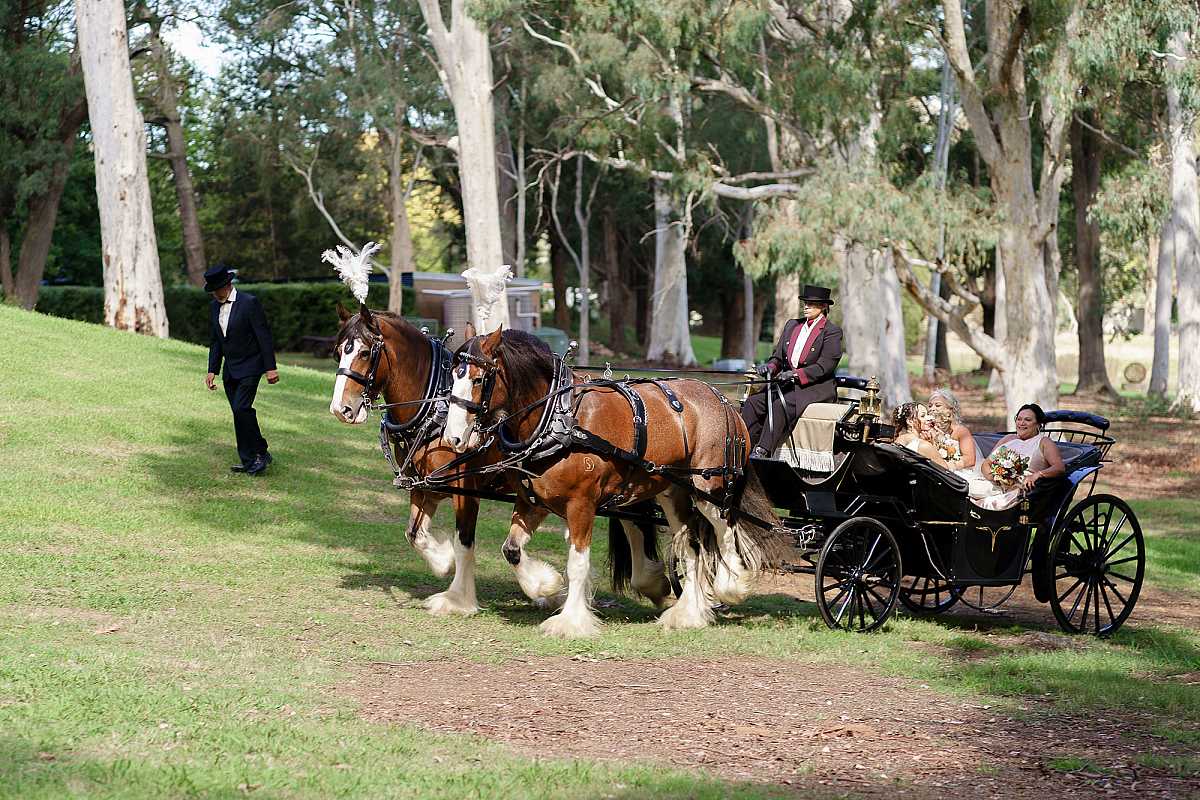 Colonial Clydesdales & Carriages Wedding | Horse & Carriage Hire NSW & VIC | AllSaintsPhotographyAlbury1002.jpg